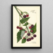 Rubus Schaffer - Amanda Almira Newton — framed artwork on a wall