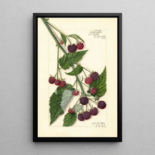 Rubus Schaffer - Amanda Almira Newton — framed artwork on a wall