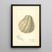 Reproduction of the painting Sechium edule - Amanda Almira Newton