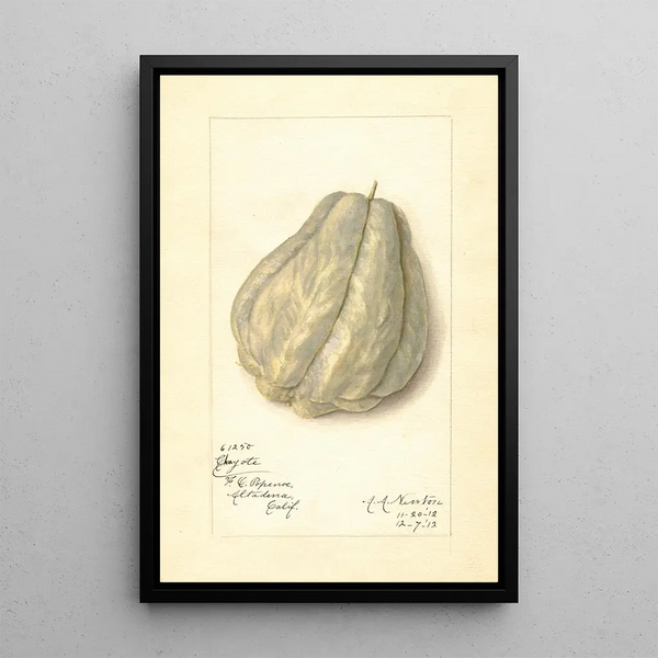 Reproduction of the painting Sechium edule - Amanda Almira Newton