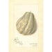 Reproduction of the painting Sechium edule - Amanda Almira Newton