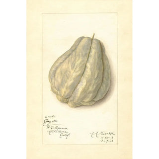 Reproduction of the painting Sechium edule - Amanda Almira Newton