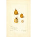 Spondias purpurea Spondias purpurea - Amanda Almira Newton — artwork view