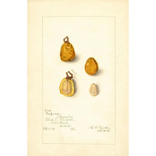Spondias purpurea Spondias purpurea - Amanda Almira Newton — artwork view