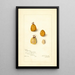 Spondias purpurea Spondias purpurea - Amanda Almira Newton — framed artwork on a wall