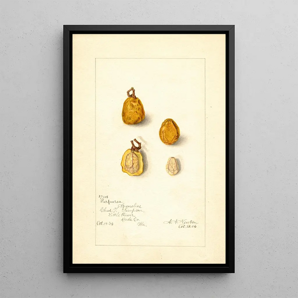 Spondias purpurea Spondias purpurea - Amanda Almira Newton — framed artwork on a wall