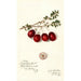 Vaccinium macrocarpon Metallic Bell - Amanda Almira Newton — artwork view
