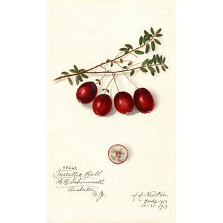 Vaccinium macrocarpon Metallic Bell - Amanda Almira Newton — artwork view