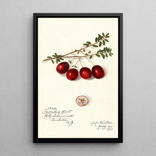 Vaccinium macrocarpon Metallic Bell - Amanda Almira Newton — framed artwork on a wall