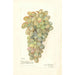 Vitis - Amanda Almira Newton — artwork view