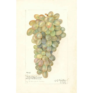 Vitis - Amanda Almira Newton — artwork view