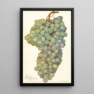 Reproduction of the painting Vitis Almeria - Amanda Almira Newton