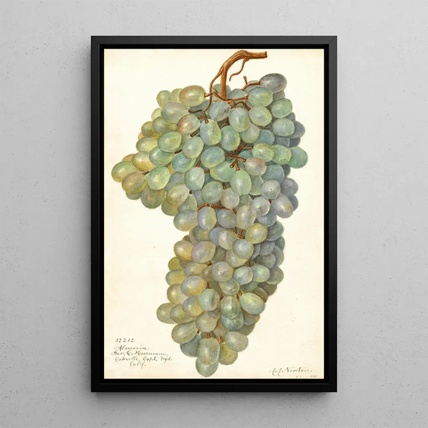 Reproduction of the painting Vitis Almeria - Amanda Almira Newton