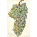 Reproduction of the painting Vitis Almeria - Amanda Almira Newton
