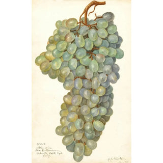 Reproduction of the painting Vitis Almeria - Amanda Almira Newton