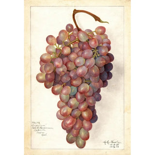Vitis Angelina - Amanda Almira Newton — artwork view