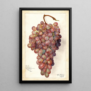Vitis Angelina - Amanda Almira Newton — framed artwork on a wall