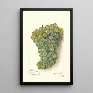 Reproduction of the painting Vitis Backman - Amanda Almira Newton