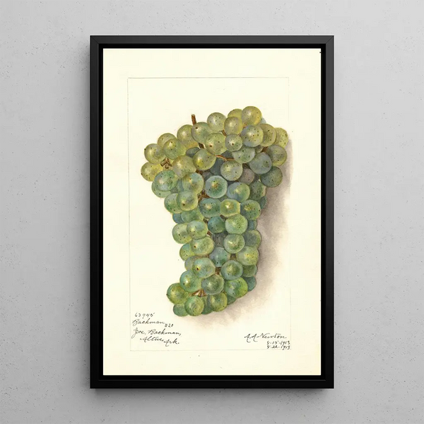 Reproduction of the painting Vitis Backman - Amanda Almira Newton