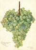 Vitis Clarette à Gros Grains - Amanda Almira Newton — artwork view