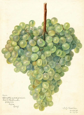 Vitis Clarette à Gros Grains - Amanda Almira Newton — artwork view