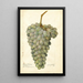 Reproduction of the painting Vitis Deis El Aunze - Amanda Almira Newton