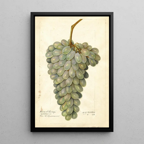 Reproduction of the painting Vitis Deis El Aunze - Amanda Almira Newton