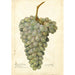 Reproduction of the painting Vitis Deis El Aunze - Amanda Almira Newton