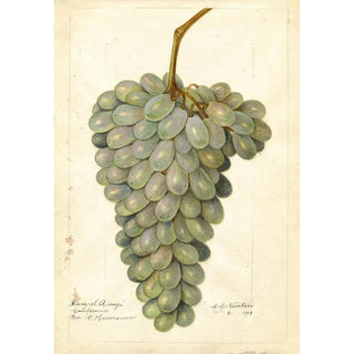 Reproduction of the painting Vitis Deis El Aunze - Amanda Almira Newton