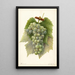 Reproduction of the painting Vitis Diamond - Amanda Almira Newton