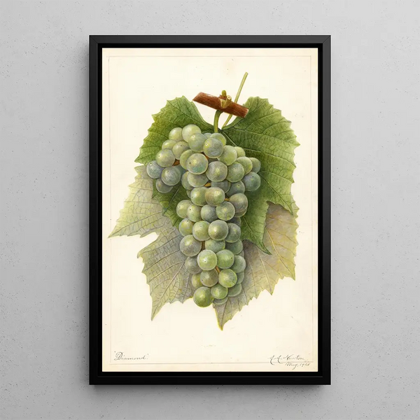 Reproduction of the painting Vitis Diamond - Amanda Almira Newton
