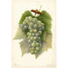 Reproduction of the painting Vitis Diamond - Amanda Almira Newton