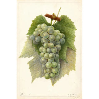 Reproduction of the painting Vitis Diamond - Amanda Almira Newton