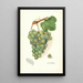 Reproduction of the painting Vitis Geraldine - Amanda Almira Newton
