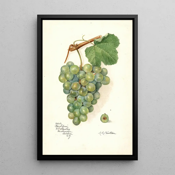 Reproduction of the painting Vitis Geraldine - Amanda Almira Newton