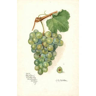Reproduction of the painting Vitis Geraldine - Amanda Almira Newton