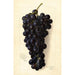 Vitis Goolabie - Amanda Almira Newton — artwork view