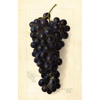Vitis Goolabie - Amanda Almira Newton — artwork view