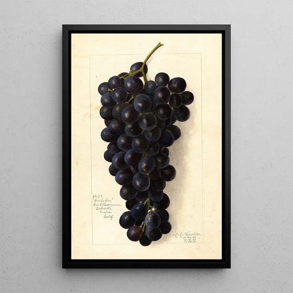Vitis Goolabie - Amanda Almira Newton — framed artwork on a wall