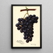 Reproduction of the painting Vitis King Philip - Amanda Almira Newton