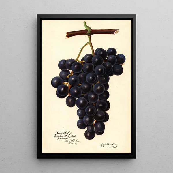 Reproduction of the painting Vitis King Philip - Amanda Almira Newton