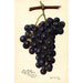 Reproduction of the painting Vitis King Philip - Amanda Almira Newton