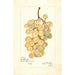 Vitis Kurtelaska - Amanda Almira Newton — artwork view