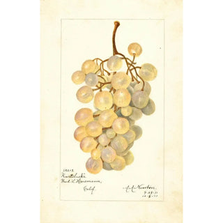 Vitis Kurtelaska - Amanda Almira Newton — artwork view