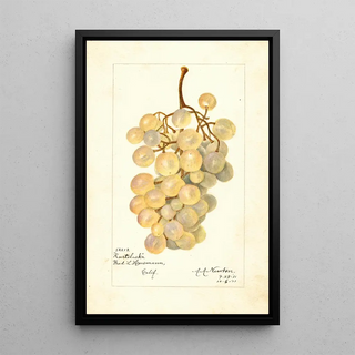 Vitis Kurtelaska - Amanda Almira Newton — framed artwork on a wall