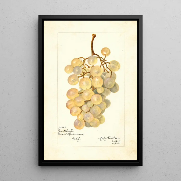 Vitis Kurtelaska - Amanda Almira Newton — framed artwork on a wall