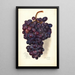 Reproduction of the painting Vitis Malakoff Isjum - Amanda Almira Newton