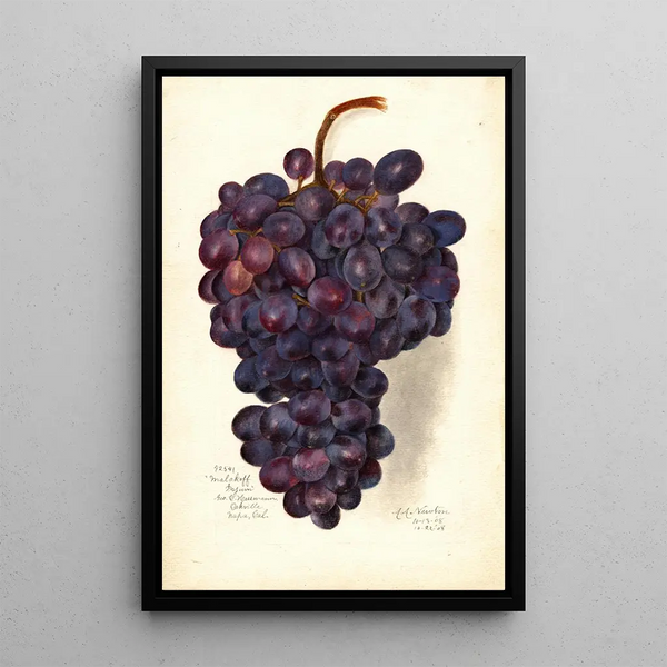 Reproduction of the painting Vitis Malakoff Isjum - Amanda Almira Newton