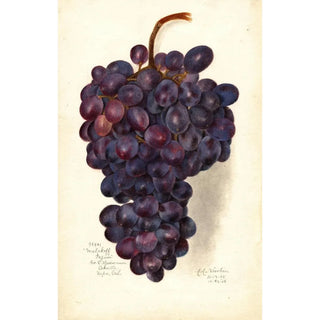 Reproduction of the painting Vitis Malakoff Isjum - Amanda Almira Newton