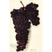 Vitis Malvasia Rosario - Amanda Almira Newton — artwork view